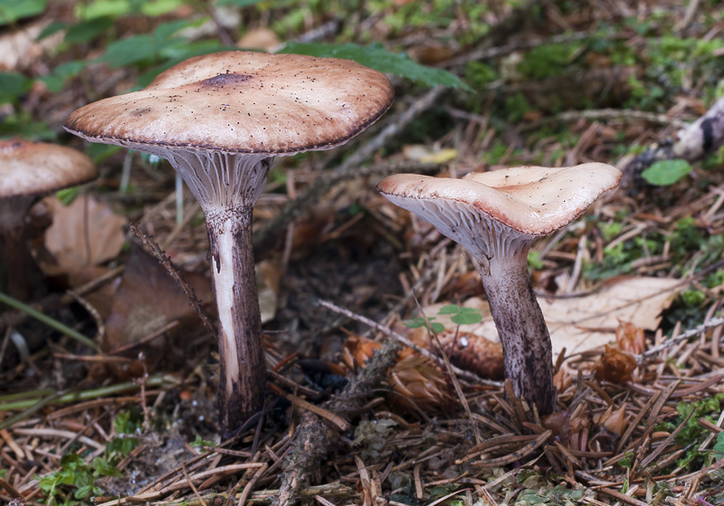 Gomphidius maculatus